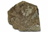 Fossil Tyrannosaur (T rex) Vertebra Section - Wyoming #350398-1